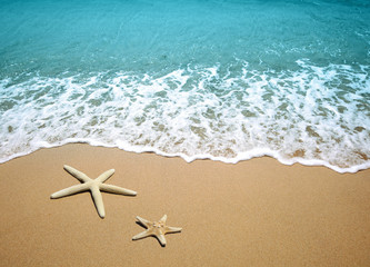 Fototapeta na wymiar starfish on a beach sand