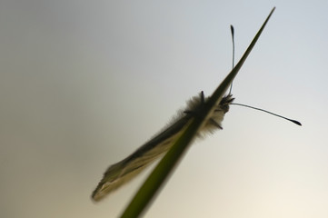 Pieris napi