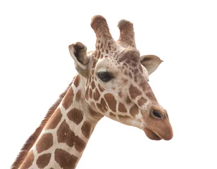 Fotobehang Giraf girafprofiel dat op witte achtergrond wordt geïsoleerd