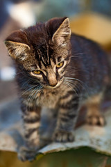 Kitten on roof