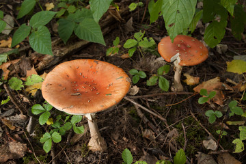 Mushrooms in green forest