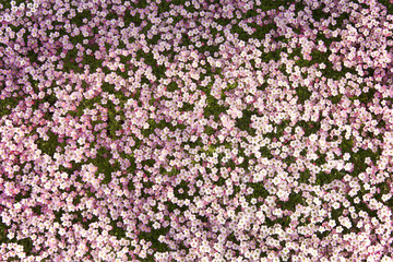 Fototapeta premium Blumen