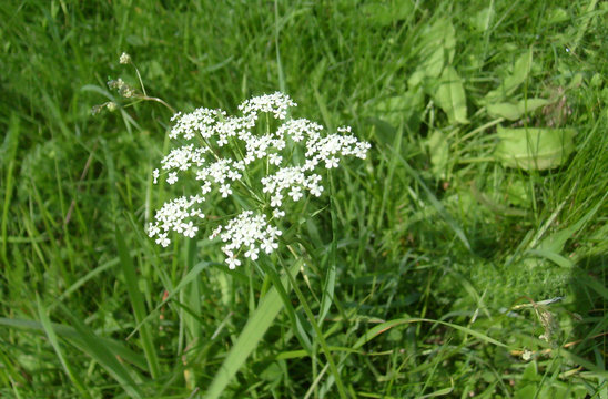 schierling blume gift Sauerampfer