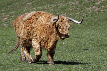 Schottisches Hochlandrind