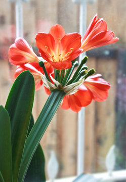 Fototapeta Beautiful red kafir lily near the window