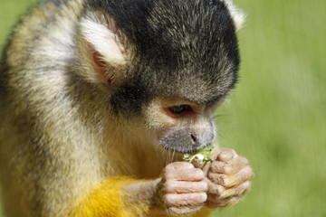 Gelber Totenkopfaffe