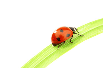 ladybug on grass