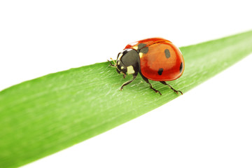 ladybug on grass