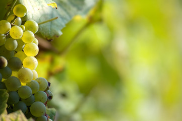 White grapes