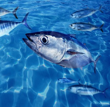 Bluefin Tuna Thunnus Thynnus Fish School Underwater