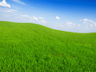 fresh green grass with bright blue sky