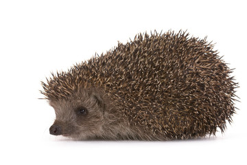 Hedgehog