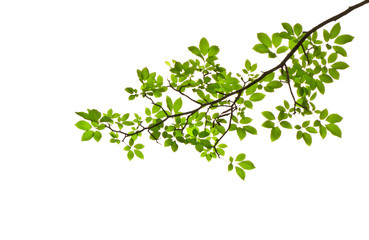 green leave on white background