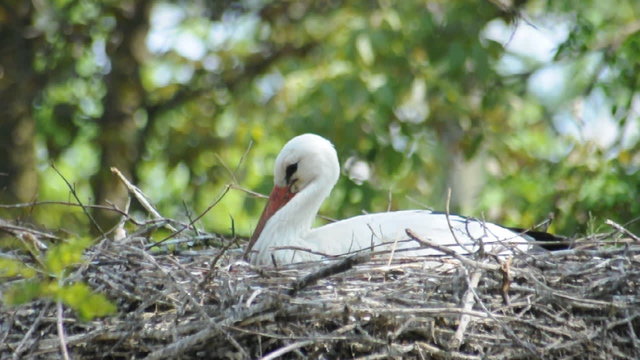 Weissstorch