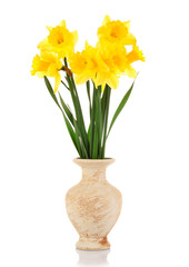 Yellow daffodils in a vase isolated on white