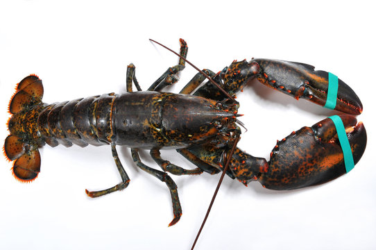 bogavante