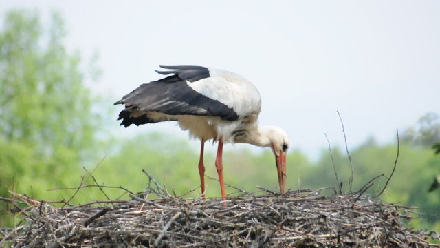 Weissstorch
