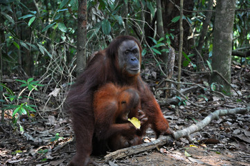 orang utan, Sumatra © ale65