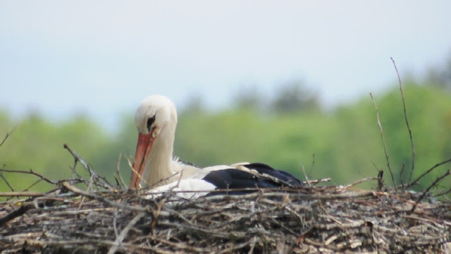 Weissstorch