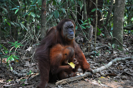 orang utan, Sumatra