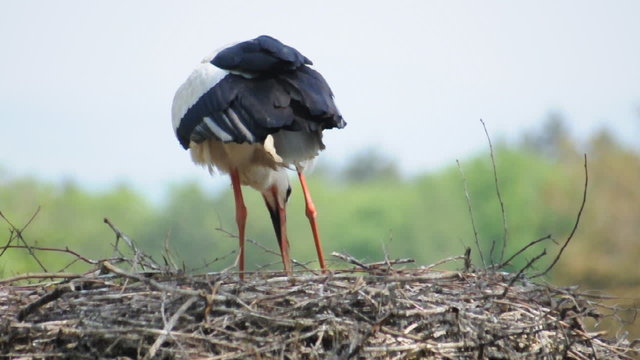 Weissstorch