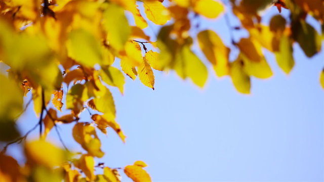 Yellow Persian Ironwood tree leaves