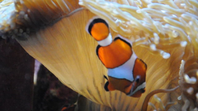 Clownfisch