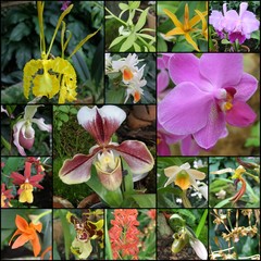 Orchidee i storczyki