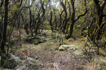 Parque National de Garajonay, La Gomera, Canary island, Spain - obrazy, fototapety, plakaty