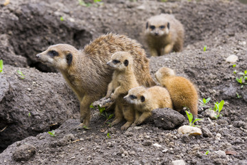 Meerkat (Suricata suricatta) family