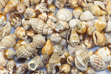 seashells and oysters
