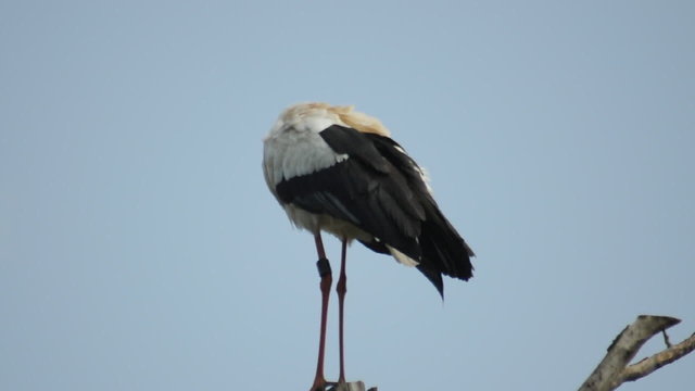 Weissstorch