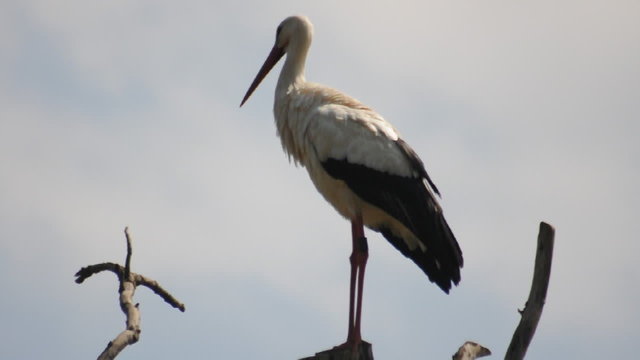 Weissstorch
