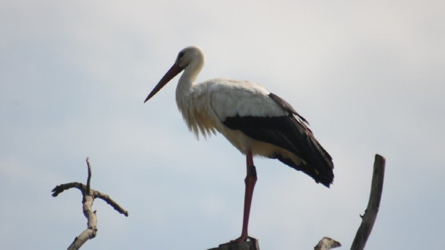 Weissstorch