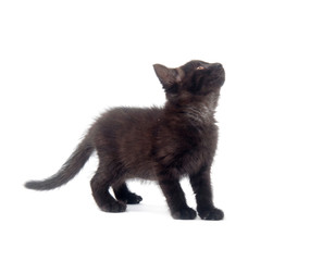 Black kitten on white background