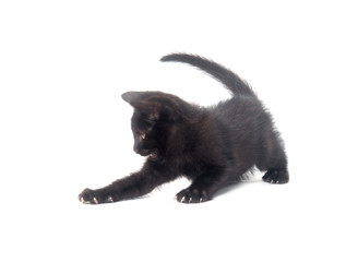 Black kitten on white background