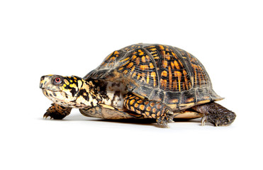 Box turtle on white