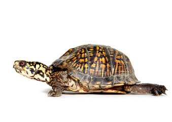 Box turtle on white