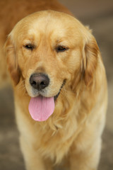 Fototapeta premium primo piano di un labrador retiver