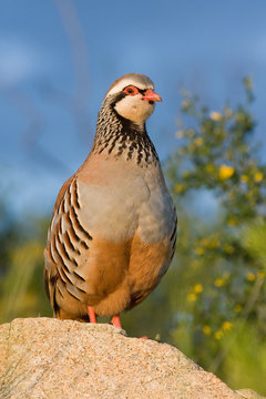 Perdiz macho