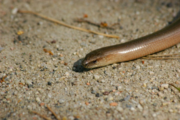 Blindschleiche (Anguis fragilis)
