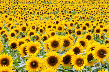 Sonnenblumen in leuchtendem Gelb