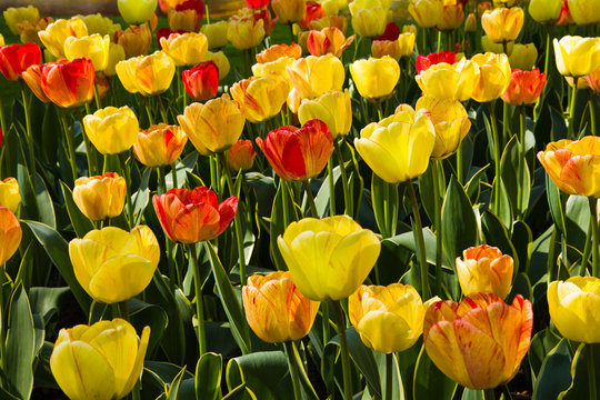 Colorful flamy tulips in sunshine