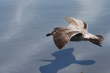 Low Flying Seagull