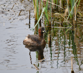Little Grebe