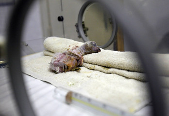 Baby eagle in the incubator