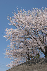 Fototapeta premium 桜