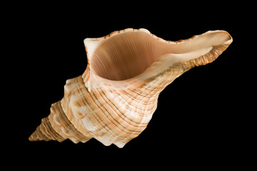 Fasciolaria trapezium