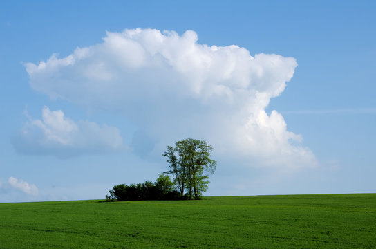 l'arbre dans les champs