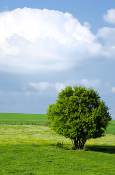 nature au printemps
